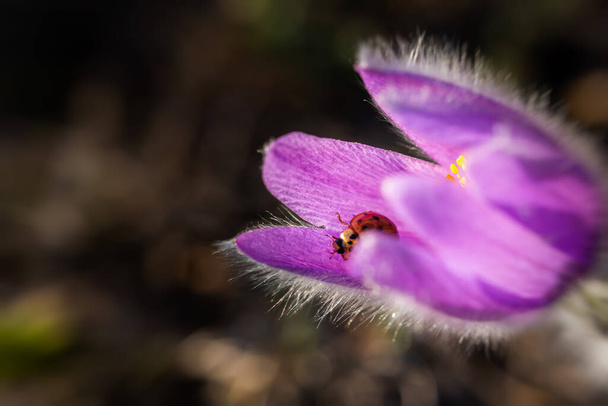 Een lieveheersbeestje op een bloem van slaperig gras. Pulsatilla patent op een wazige achtergrond in selectieve focus. Bloemenlente achtergrond. Zacht natuurlijk licht. Zeldzame en beschermde bloemen vermeld in het rode boek. - Foto, afbeelding