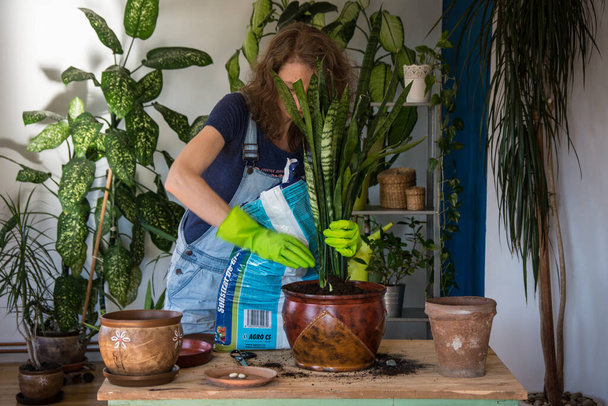 Woman planting houseplants indoors home gardening - Photo, Image