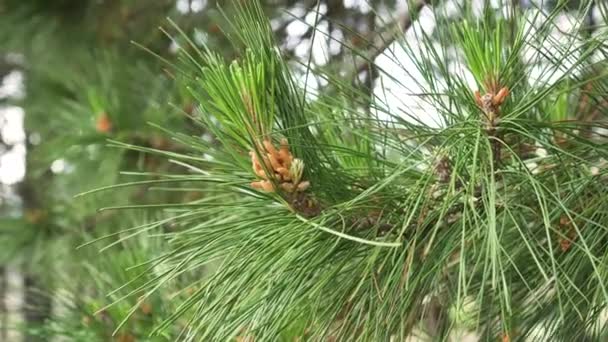 Nuevos conos de pino jóvenes en una rama con exuberante follaje de agujas en el bosque salvaje. Primer plano. Concepto de primavera. Árbol de Navidad en la naturaleza - Metraje, vídeo
