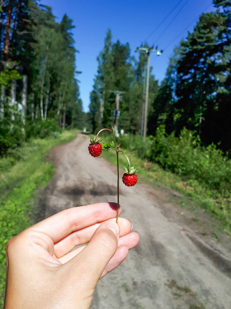 Woman's hand holding a branch of perfect and ripe wild strawberry (Fragaria vesca) plant with forest road background. Wild strawberry plant with two red, ripe berries. Taste of summer - Photo, Image