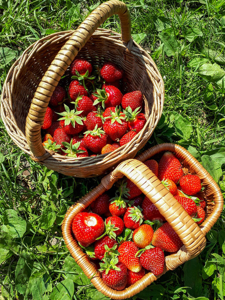 Deux paniers tissés avec de grandes fraises bio sur le sol. Des fraises de jardin. Goût d'été - Photo, image