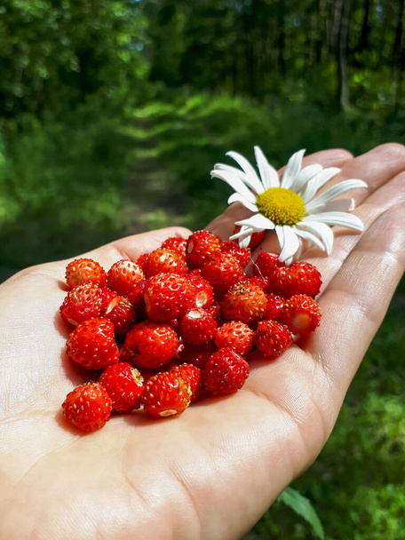 Un puñado de fresas silvestres perfectas y maduras (Fragaria vesca) en el bosque. Fresas silvestres y una flor de margarita en la palma de la mano de la mujer. Sabor del verano - Foto, Imagen