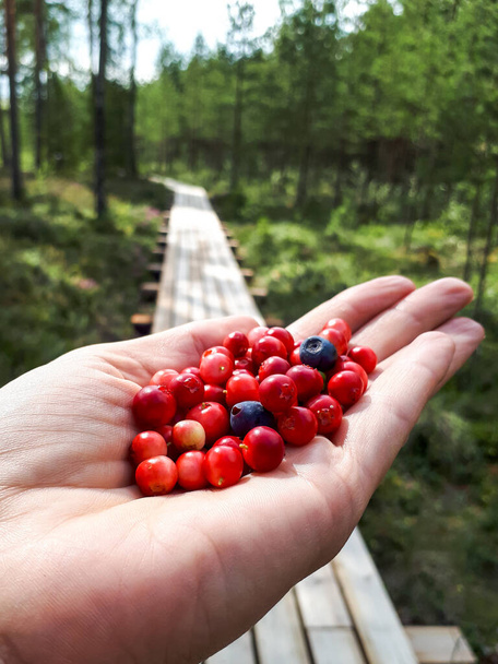 Mulher segurando na palma perfeita madura, lingonberries vermelhas com fundo de caminho que passam pelo pântano na reserva natural em um dia ensolarado. Vibrações de outono - Foto, Imagem
