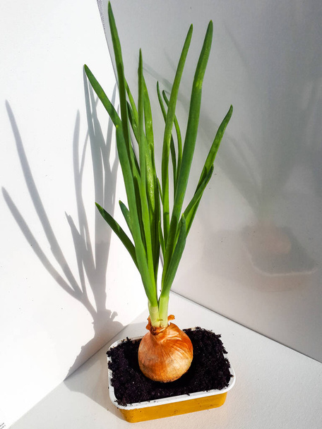 Cebolla cultivada en casa con cebollino creciendo en una taza de plástico reutilizado en casa en la ventana sil. Cero residuos y concepto de jardinería interior - Foto, imagen