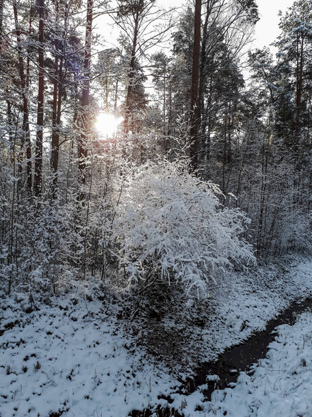 Άποψη των δασικών δέντρων και των κλαδιών που καλύπτονται με χιόνι σε μια ηλιόλουστη ημέρα με άμεσο ήλιο πίσω από τα δέντρα. Παγωμένη παραμυθένια έμπνευση - Φωτογραφία, εικόνα