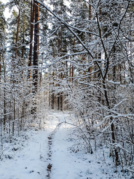 Belo caminho florestal coberto com alguma neve cercada de árvores com galhos nevados em um dia ensolarado. Inspiração de conto de fadas - Foto, Imagem