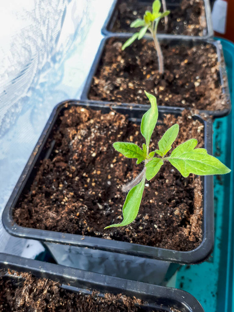 窓辺の鍋で成長しているトマトの苗。鍋室内の野菜苗。屋内園芸の概念 - 写真・画像