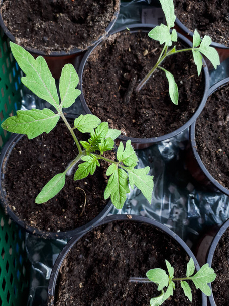 Macro tiro de planta de tomate mudas crescendo em vaso no peitoril da janela. Mudas de legumes em vaso. Conceito de jardinagem interior - Foto, Imagem