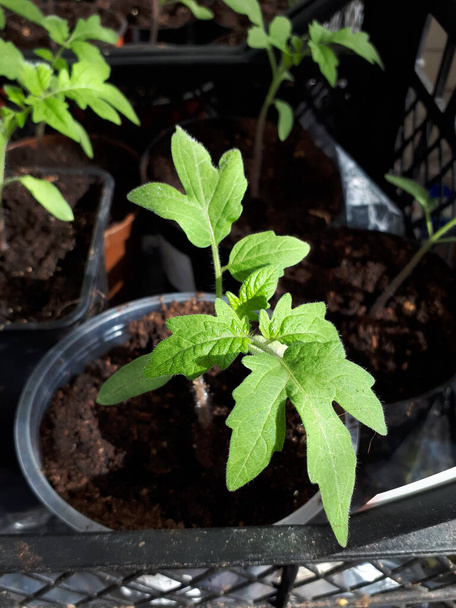 明るい日差しの中で窓辺の鍋で成長しているトマト植物の苗のマクロショット。ポットの野菜苗。屋内園芸の概念 - 写真・画像