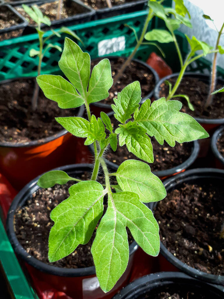 Plan macro de semis de tomate poussant en pot sur le rebord de la fenêtre à la lumière du soleil. Semis de légumes en pot. Concept de jardinage intérieur - Photo, image