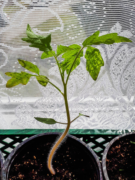 Sadzonki pomidorów rosnące w doniczkach na parapecie z białą zasłoną w tle. Roślinne sadzonki w garnku krytym. Koncepcja ogrodnictwa wewnętrznego - Zdjęcie, obraz