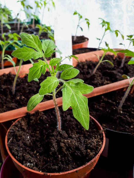Tomatenplant zaailingen groeien in potten op de vensterbank. Plantaardige zaailingen in potten indoor. Binnentuinieren - Foto, afbeelding