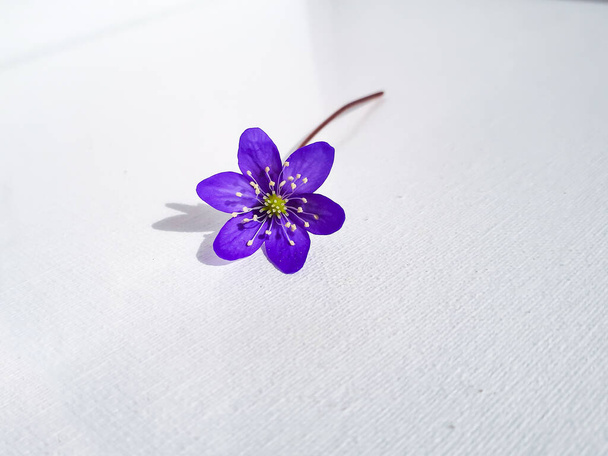 Flor silvestre de primavera única Anemone hepatica - Liverwort sobre fondo blanco. Hermosa flor aislada violeta sobre blanco. Fondo hermoso y delicado - Foto, imagen