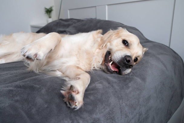 Un perro alegre yace en una cama con una manta gris. Feliz golden retriever en el dormitorio. El concepto de animales en la casa. - Foto, imagen