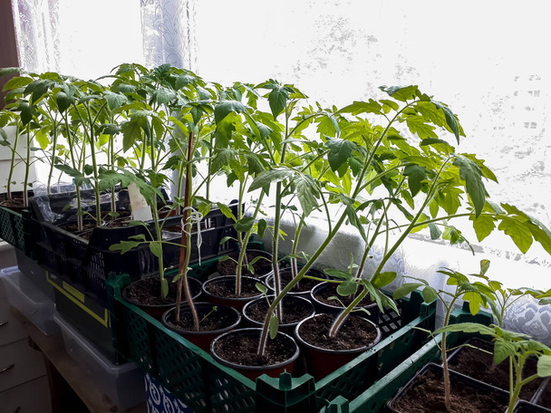 Piantine di pomodoro che crescono in vaso sul davanzale della finestra. Piantine vegetali in vaso indoor. Concetto di giardinaggio indoor - Foto, immagini