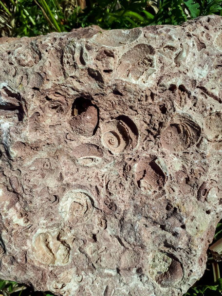 Il Saulkalne shelly rocce dolomitiche con fossili chiaramente visibili (Platyschisma kircholmiensis) trovati solo in Lettonia nei dintorni di Salaspils sulle rive del fiume - Foto, immagini
