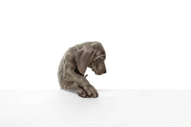 Dulce cachorro juguetón de Weimaraner perro posando aislado sobre fondo blanco. - Foto, Imagen