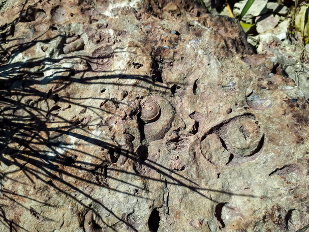 Las rocas de dolomita de Saulkalne shelly con fósiles claramente visibles (Platyschisma kircholmiensis) que se encuentran solo en Letonia en los alrededores de Salaspils en las orillas del río - Foto, Imagen