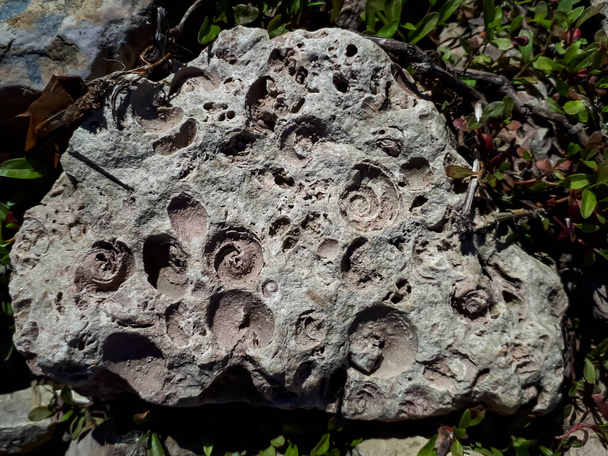A Saulkalne Shelly dolomit sziklák jól látható kövületekkel (Platyschisma kircholmiensis) csak Lettországban találhatók Salaspils környékén a folyóparton - Fotó, kép