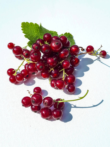 Perfect, ripe redcurrants (ribes rubrum) and foliage isolated against white on sunlight. Berries and leaves on white. Taste of summer background - Photo, Image