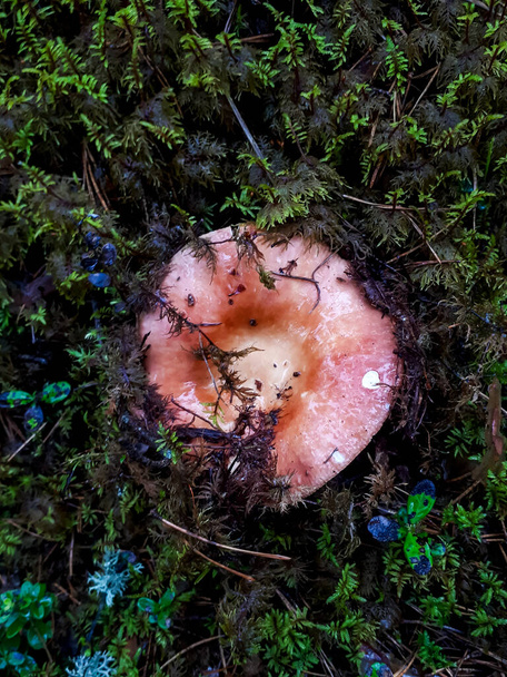 Cogumelo molhado, redondo e rosa - russula rosado (russula rosea) no musgo e vegetação na floresta de outono - Foto, Imagem