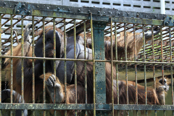 2018年4月12日インドネシア・ジョグジャカルタ:旧オランウータンがゲンビラ・ロカ動物園の鉄檻の後ろにいる状態が悪い. - 写真・画像