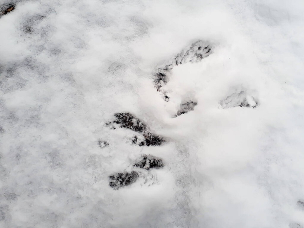 Schneebedeckter Boden und Fußabdrücke von vier Pfoten im Schnee mit sichtbarem nassen Asphalt im Winter - Foto, Bild