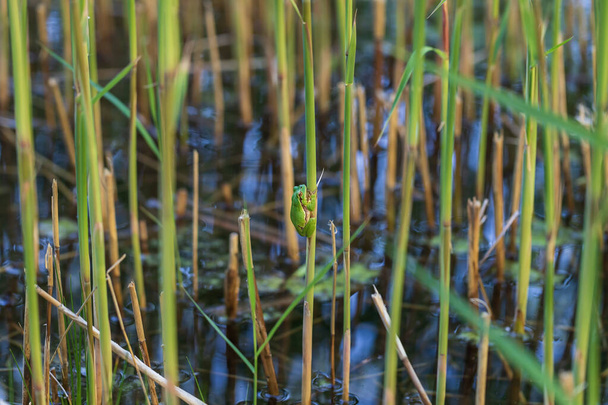 Деревянная лягушка - Hyla arborea - зеленая лягушка, прижатая к лезвию сухой травы. Фото имеет хороший боке. - Фото, изображение