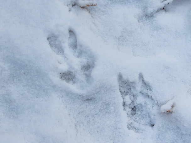 Lähikuva jalanjälkiä mäti peurojen syvässä lumessa talvella - Valokuva, kuva