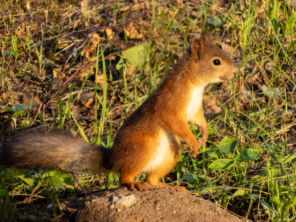 Niedliches und neugieriges Rotes Eichhörnchen (Sciurus vulgaris) in schönem goldenem Stundenlicht, das auf dem Boden steht und nach etwas sucht. Nahaufnahme eines entzückenden Eichhörnchens, das geradeaus blickt - Foto, Bild