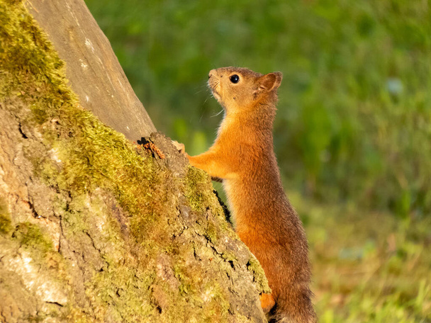 Niedliches und neugieriges Rotes Eichhörnchen (Sciurus vulgaris) in schönem goldenem Stundenlicht auf der Kiefer sitzend. Nahaufnahme eines Eichhörnchens, das geradeaus blickt - Foto, Bild
