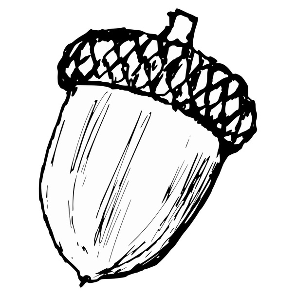 Желудь - Вектор,изображение