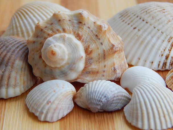 Antecedentes de las conchas marinas del Mar Negro recogidas del Mar Negro. - Foto, Imagen