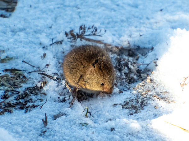 A common vole (microtus arvalis) holding in paws food and eating in Winter surrounded by snow. View from the side - Photo, Image