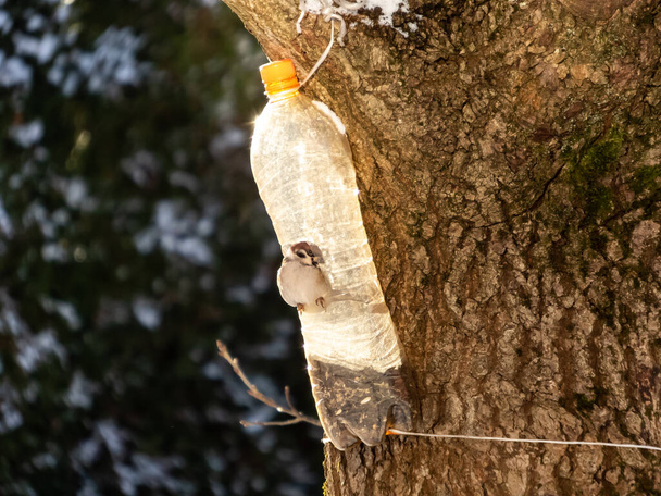 Moineau domestique (Passer domesticus) visitant mangeoire d'oiseaux en plastique réutilisé bouteille pleine de grains dans une journée d'hiver. Bouteille d'alimentation pour oiseaux suspendue dans l'arbre avec backgroun foncé - Photo, image