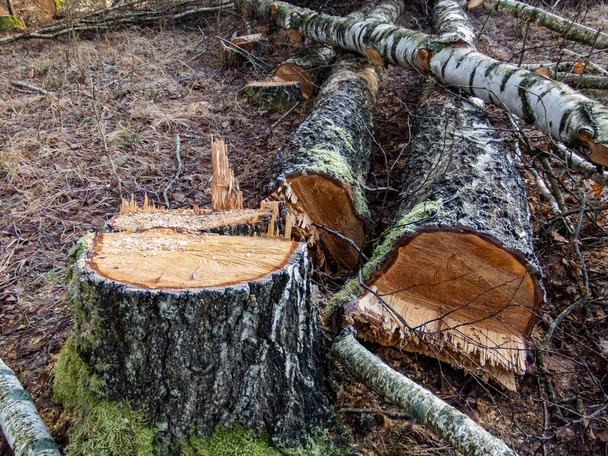 Hak oude boomstammen met groen mos op de grond. Ontbossing concept. Zonnige winterdag - Foto, afbeelding