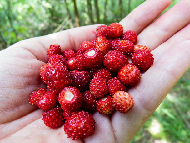 Handful of perfect and ripe wild strawberries (Fragaria vesca) with the forest background. Wild strawberries on palm of woman's hand. Taste of summer - Photo, Image