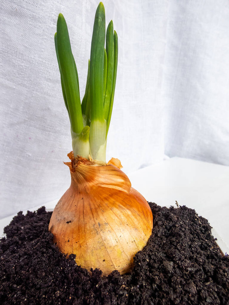Domácí cibule s pažitkou rostoucí v půdě s bílým pozadím - Fotografie, Obrázek