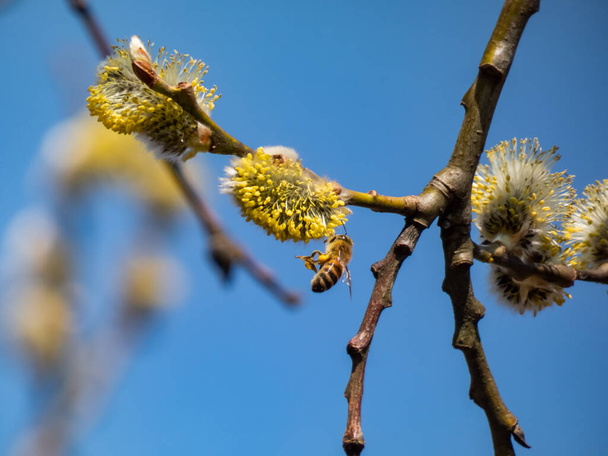 Die ersten Frühlingsboten: blühende Weidenkätzchen. Makroaufnahme von Bienen, die in der Luft fliegen und blauer Himmel Hintergrund - Foto, Bild
