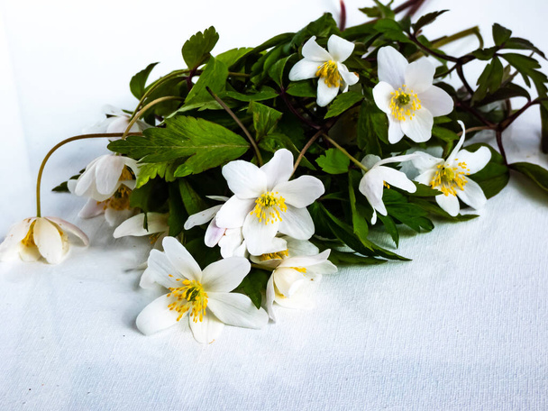 Branco início da primavera floração planta madeira anêmona (anêmona nemorosa) flores com folhas verdes no fundo branco, isolado à luz do sol - Foto, Imagem