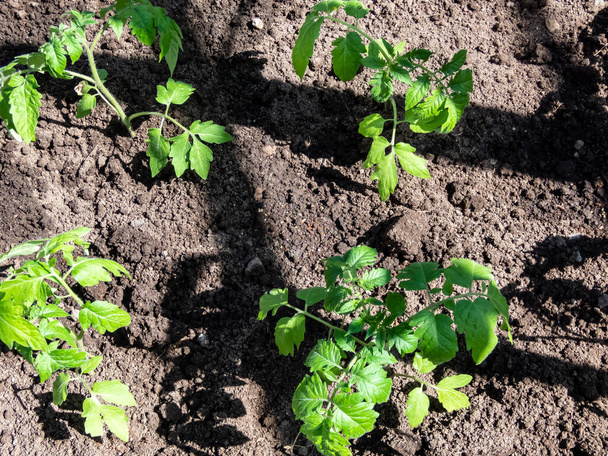 Piantine di pomodoro che crescono nel terreno in serra in giardino in una giornata di sole. Concetto di giardinaggio e coltivazione di cibo. - Foto, immagini