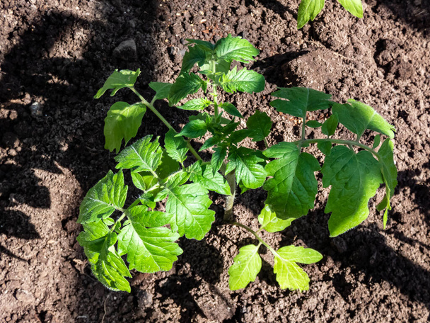 晴れた日に庭の温室内の土壌で成長するトマト植物の苗。庭のコンセプトと成長する食べ物. - 写真・画像