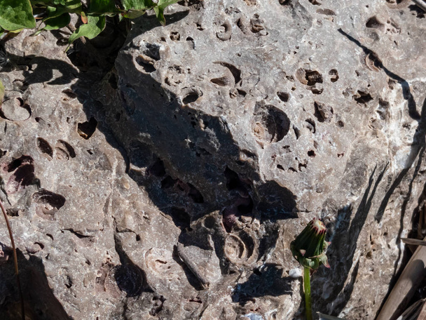 Солькальські шельфові доломітові скелі з чітко видимими скам'янілостями (Platyschisma kircholmiensis), знайдені тільки в Латвії в оточенні Саласпілів на берегах річок. - Фото, зображення