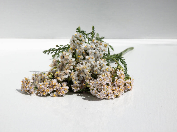 White yarrow flowers (achillea millefolium) on white background in sunlight. Fowers collected for tea used in traditional medicine. White and isolated background. - Photo, Image
