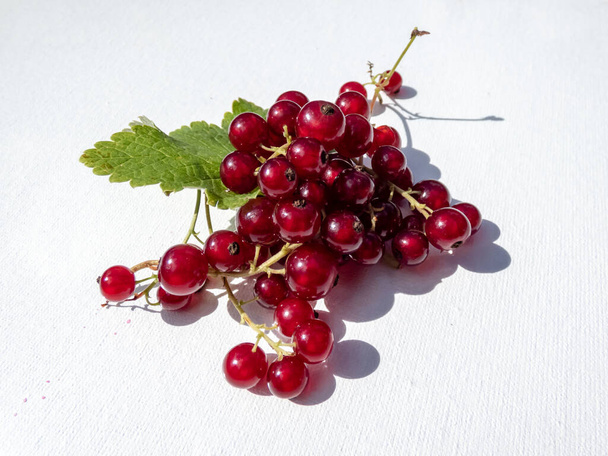 Perfect, ripe redcurrants (ribes rubrum) and foliage isolated against white on sunlight. Berries and leaves on white. Taste of summer background - Photo, Image