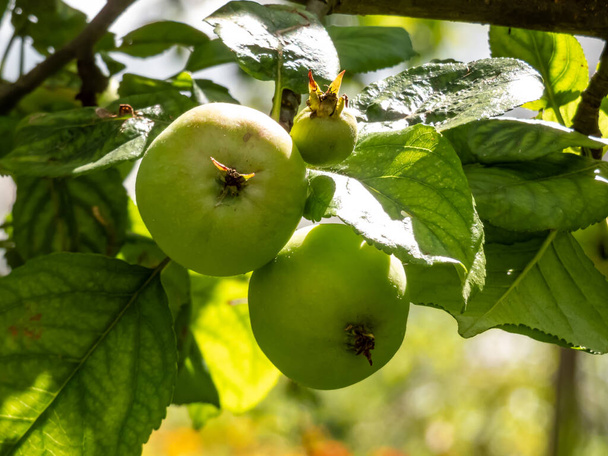 Detailní záběr nezralých, zelených jablek ve větvích jabloně v sadě - Fotografie, Obrázek