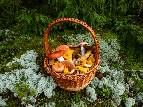 Ξύλινο καλάθι στα βρύα και γκρι λειχήνες ταράνδων - russula rosea, chanterelles στο έδαφος του δάσους. Παράδοση συλλογής μανιταριών στην Ανατολική Ευρώπη και τη Ρωσία - Φωτογραφία, εικόνα