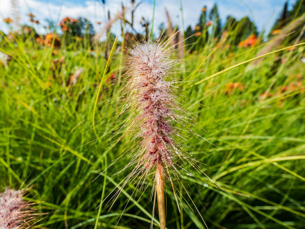 African fountain grass (Pennisetum setaceum) covered in small round morning dew water droplets with green garden background in summer. Beautiful and graceful ornamental grass - Photo, Image