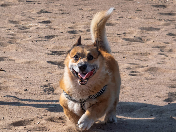 Счастливый валлиец Корджи бежит с языком на пляже в песке в солнечный день - Фото, изображение
