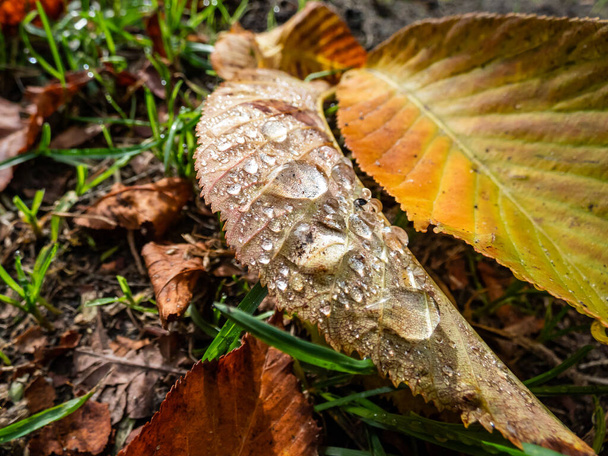 Primo piano colpo di foglie autunnali colorate cadute coperte di luce solare che splende attraverso gocce d'acqua al piano terra con foglie autunnali nel parco - Foto, immagini